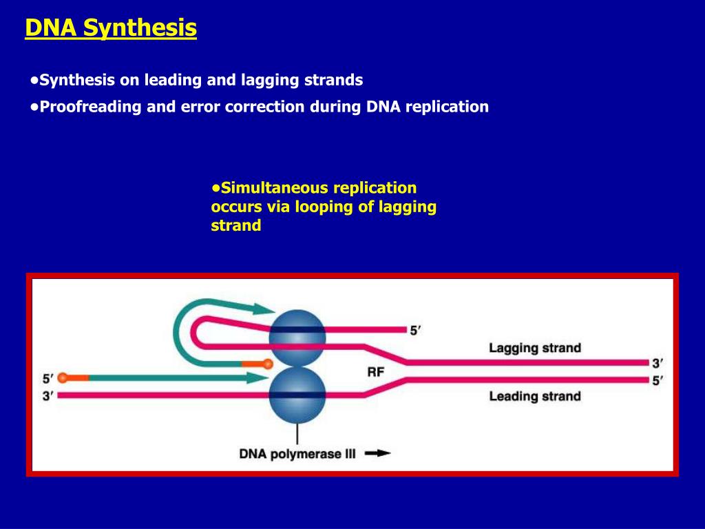 PPT DNA Replication Senior Biology Mrs. Brunone PowerPoint Presentation ID3696630
