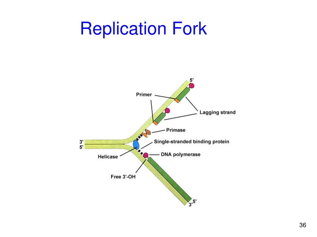 Replication Fork Diagram