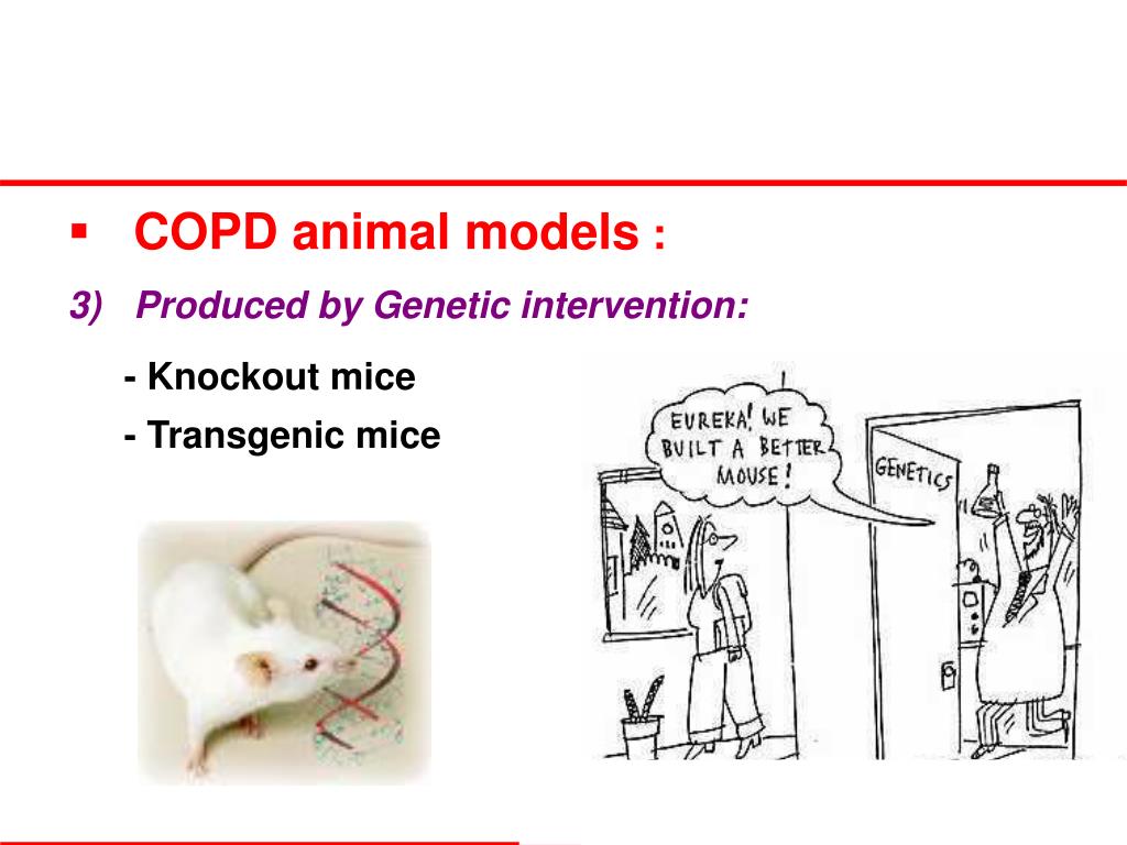 PPT Experimental Animal Model s in Respiratory Diseases PowerPoint