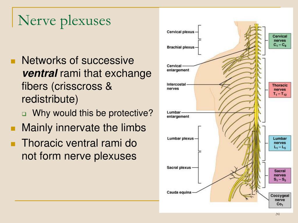 PPT The Peripheral Nervous System PowerPoint Presentation, free