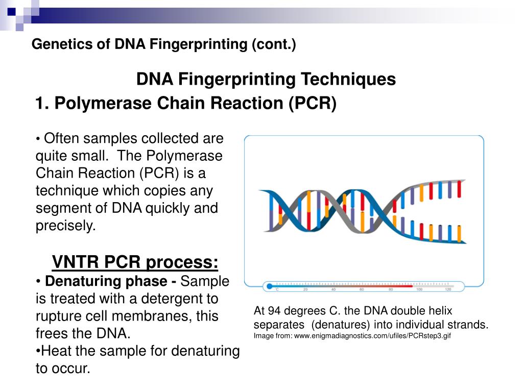 PPT Technology and of DNA Fingerprinting PowerPoint