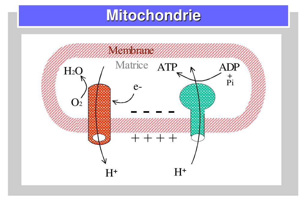 PPT Métabolisme énergétique physiologique et adaptation