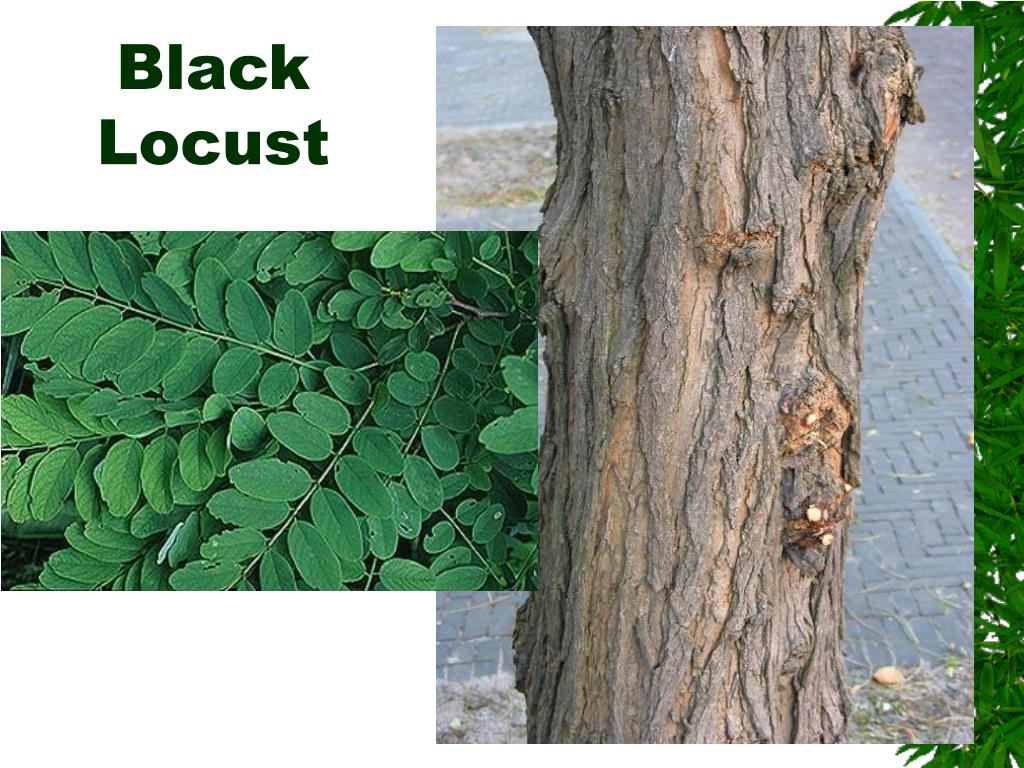 PPT Tree Identification PowerPoint Presentation, free download ID
