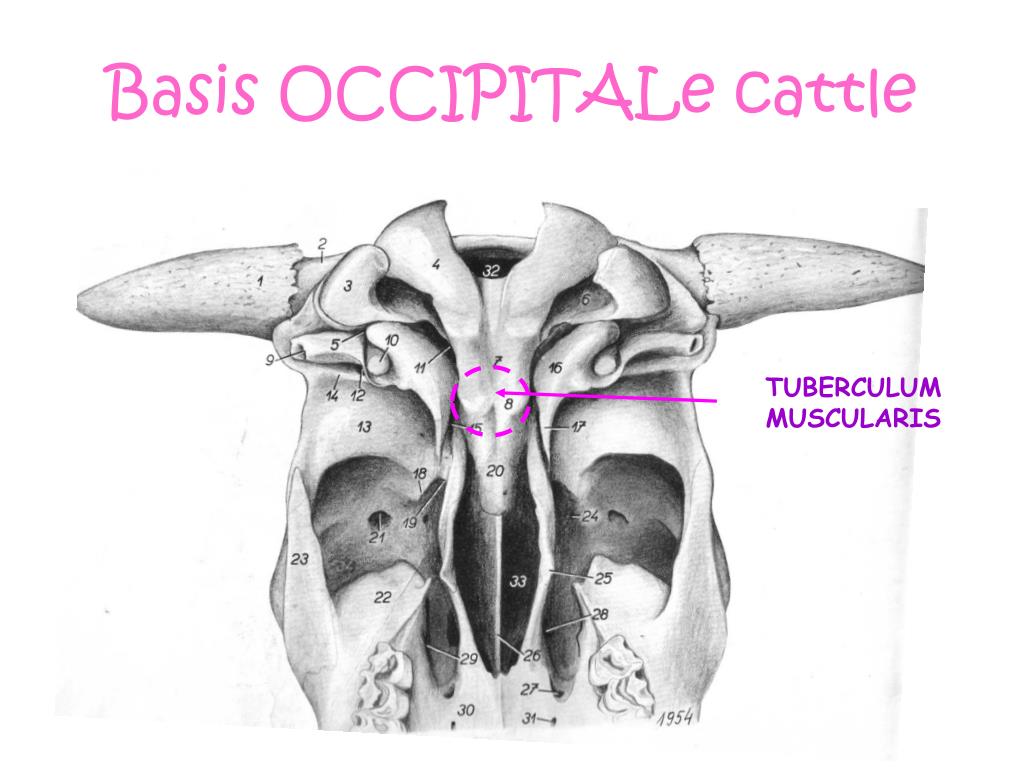 PPT OSTEOLOGY PowerPoint Presentation, free download ID3720738
