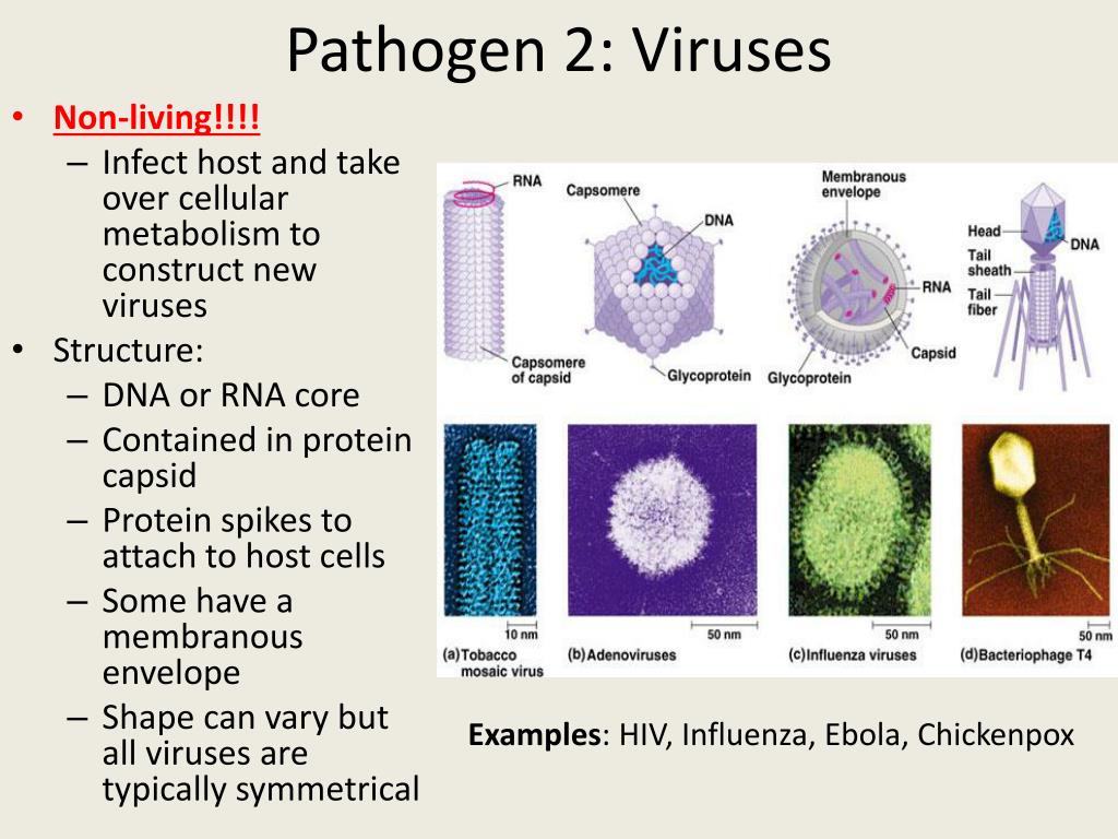PPT Introduction to Infectious Disease PowerPoint Presentation, free