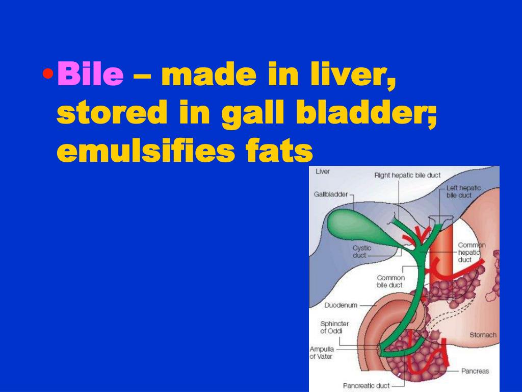 PPT THE DIGESTIVE SYSTEM PowerPoint Presentation, free download ID3720802