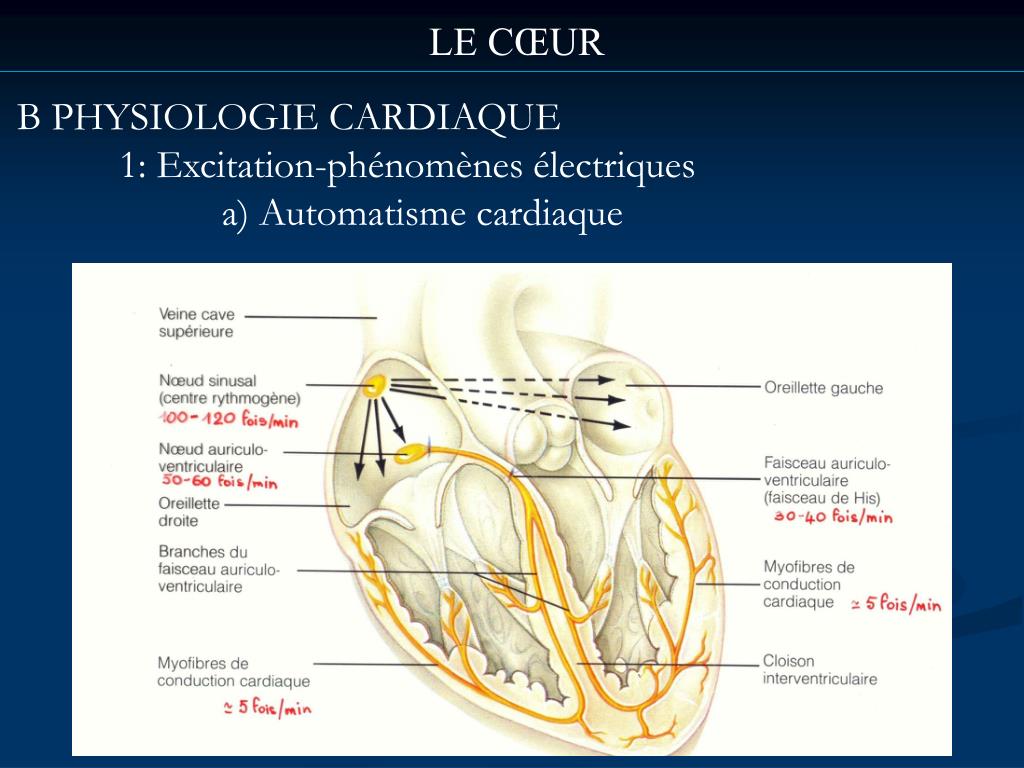 PPT Cœur et Vaisseaux PowerPoint Presentation ID3721062