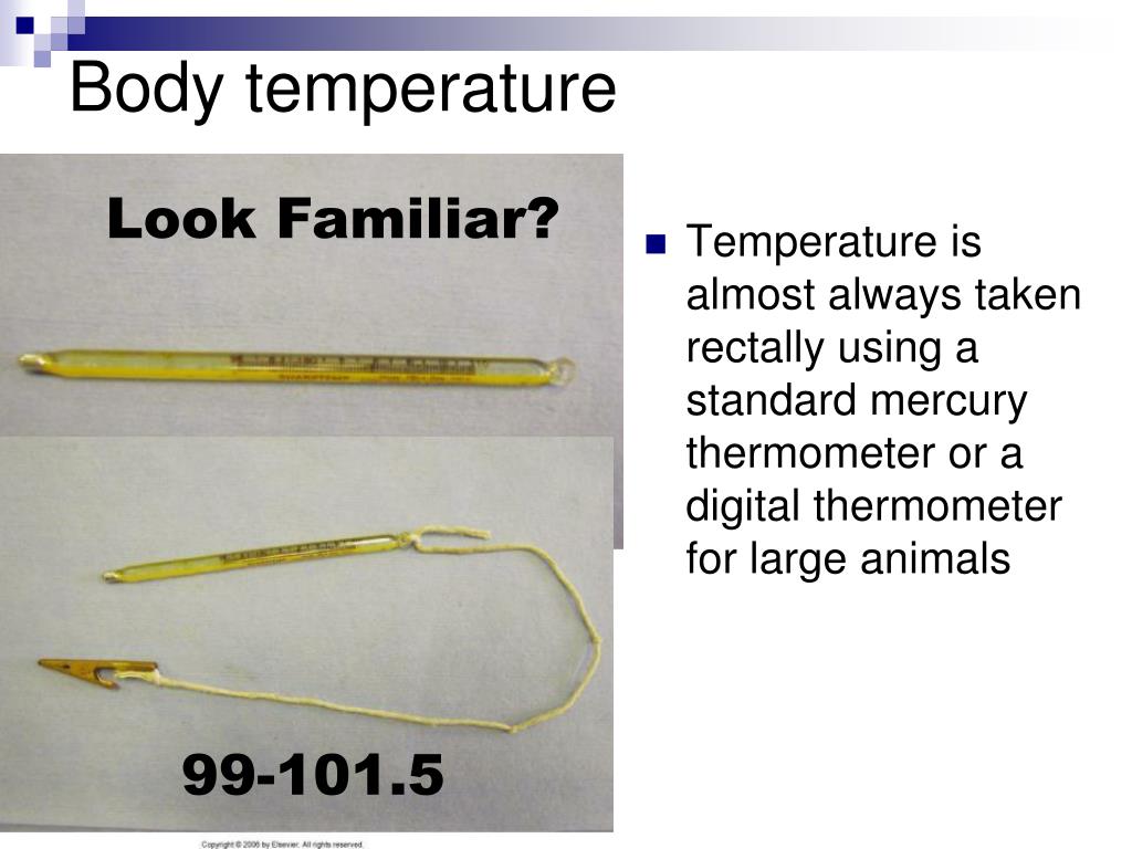 PPT Basic Physical Examination of Horses PowerPoint Presentation, free download ID3724697