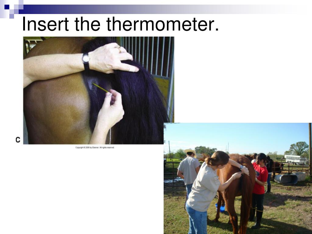 PPT Basic Physical Examination of Horses PowerPoint Presentation