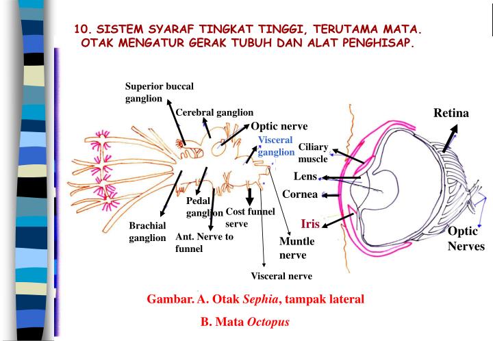 PPT 1. CUMICUMI, GURITA, NAUTILUS. SEMUA DI LAUT