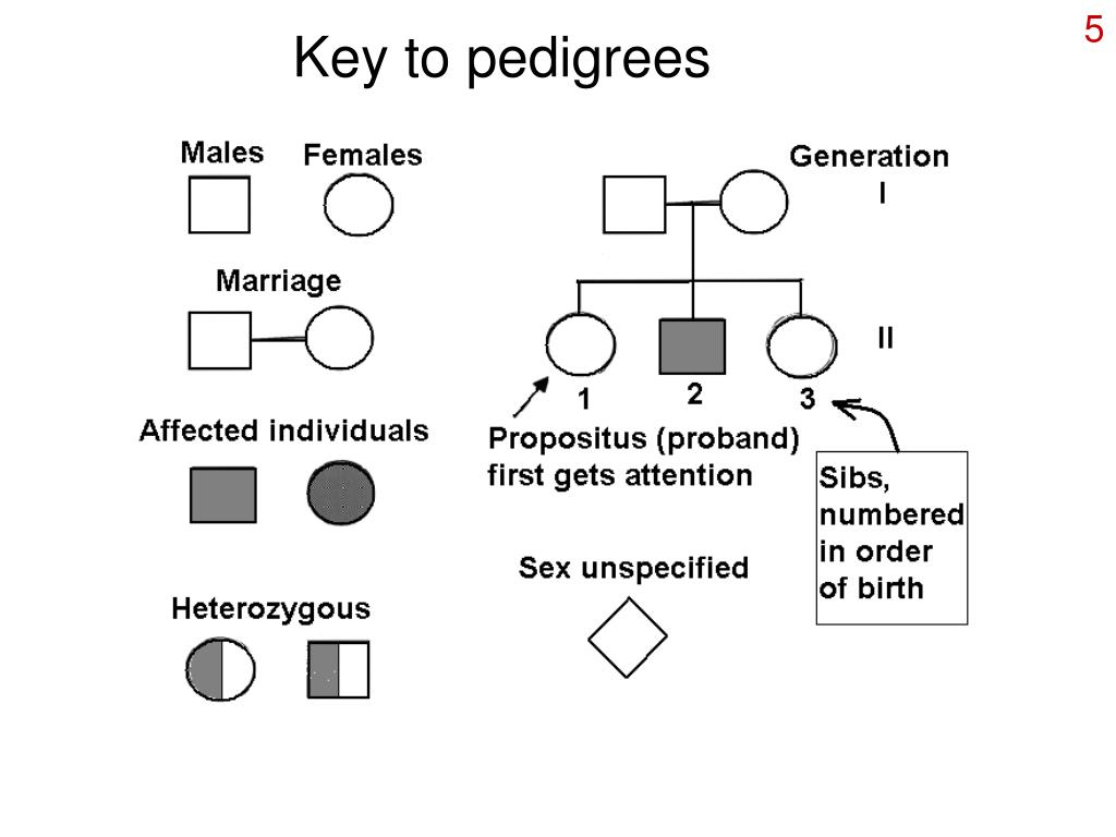 PPT Understanding Variation and Probability in Human