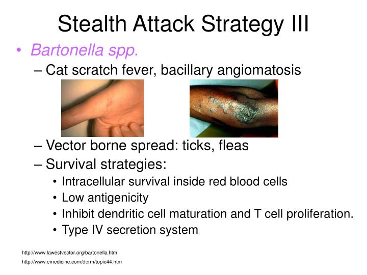 PPT Frontal vs Stealth Attack Strategy PowerPoint