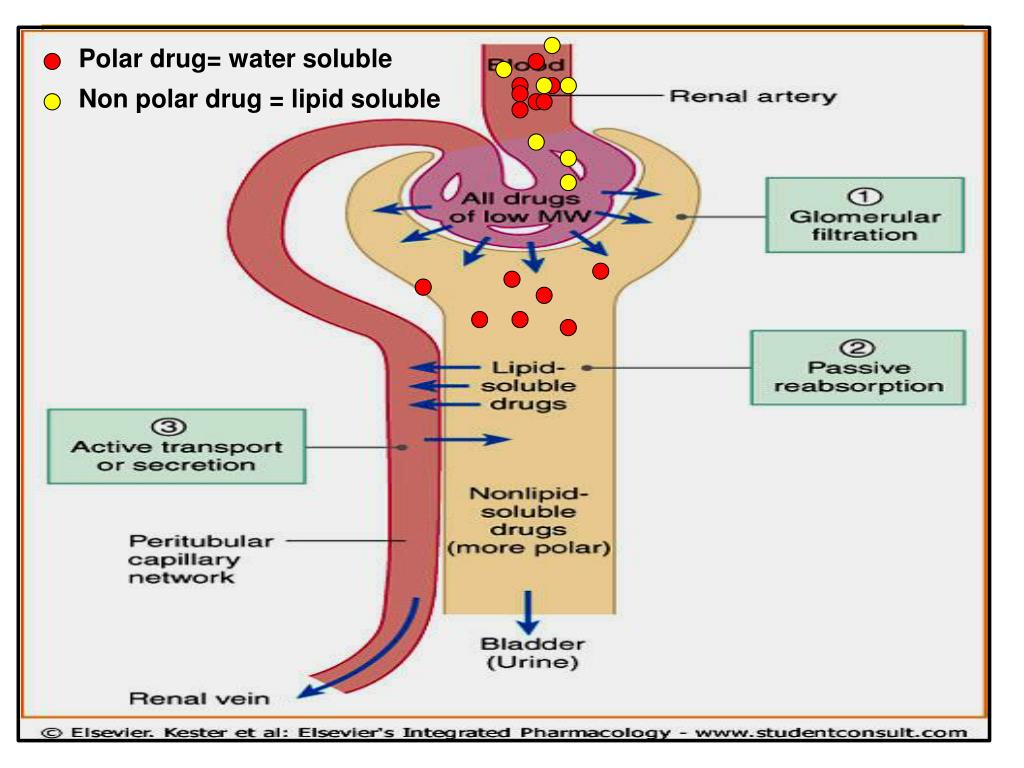 PPT Renal Excretion of Drugs PowerPoint Presentation, free download