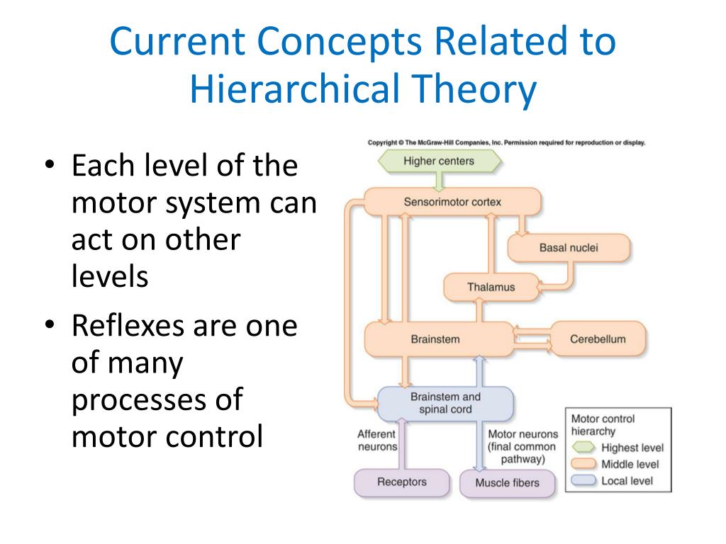 PPT PTP 512 Neuroscience in Physical Therapy Motor Control Issues