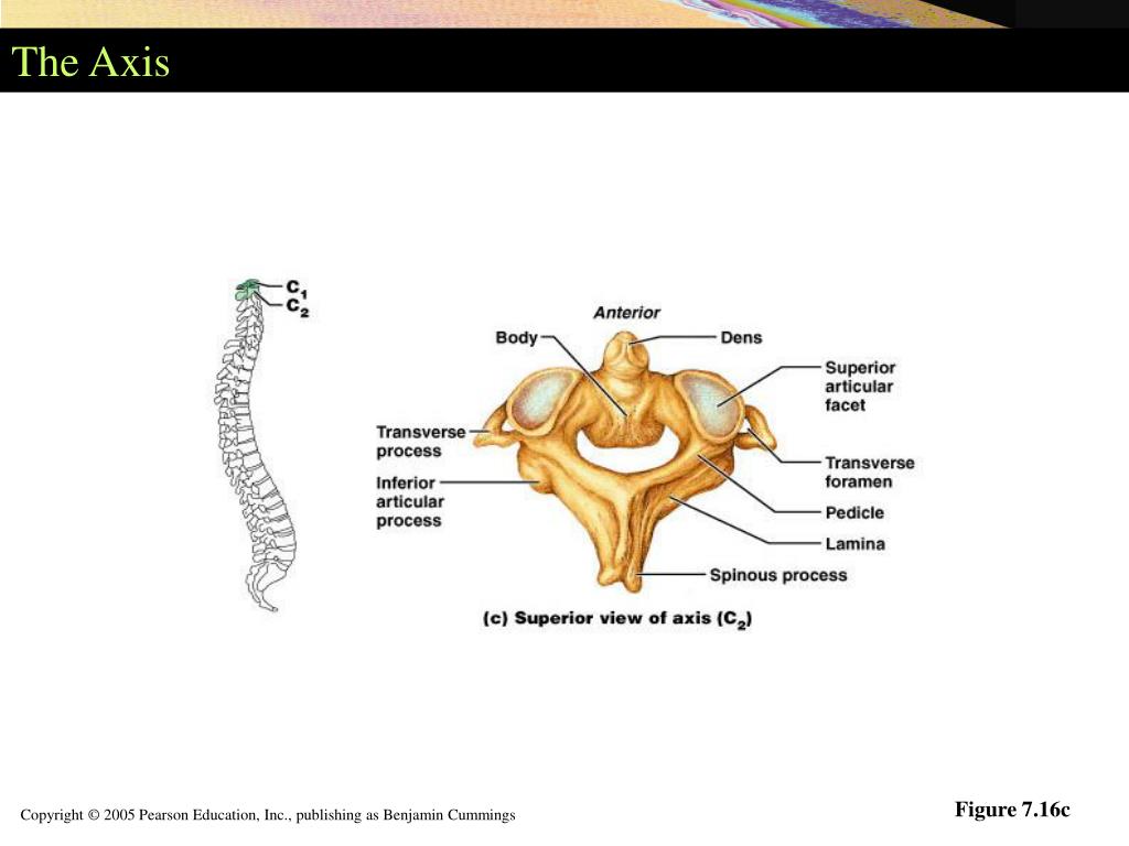 PPT General Structure of Vertebrae PowerPoint Presentation, free
