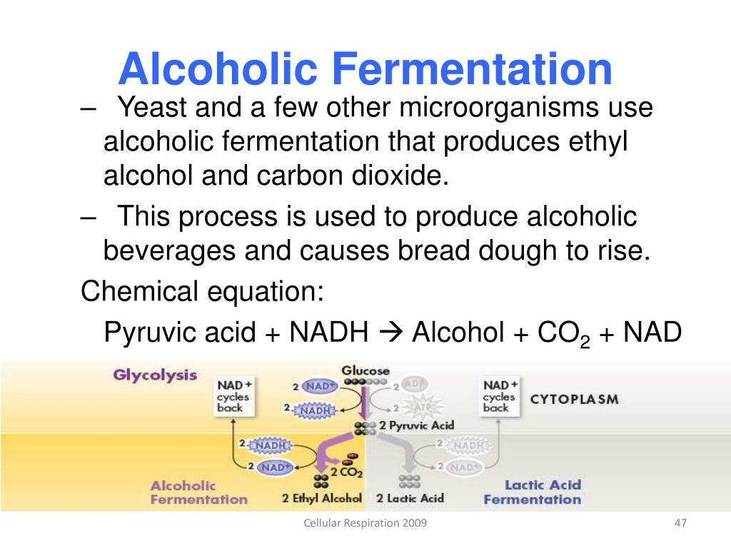 PPT Chapter 9 Cellular Respiration and Fermentation PowerPoint