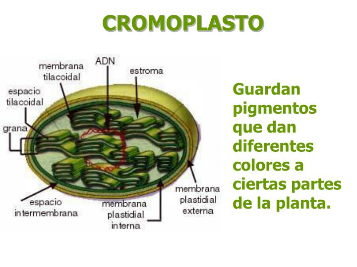 PPT CÉLULA VEGETAL PowerPoint Presentation ID3734290