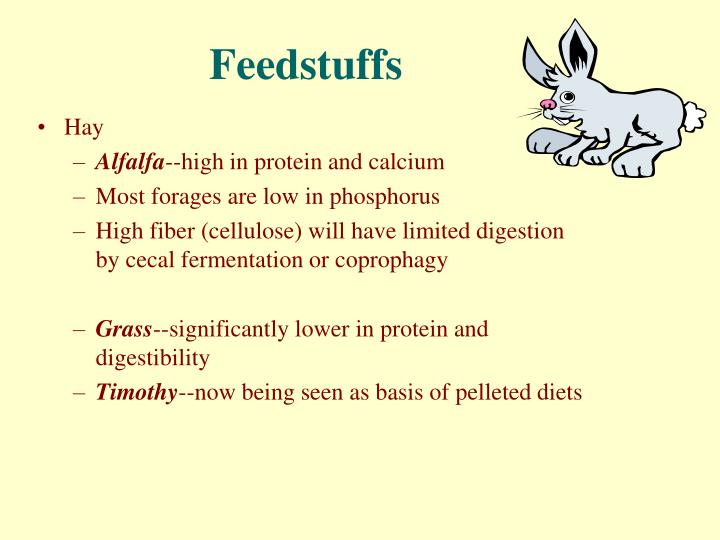 PPT Rabbits and Rodents Introduction and Nutrition PowerPoint