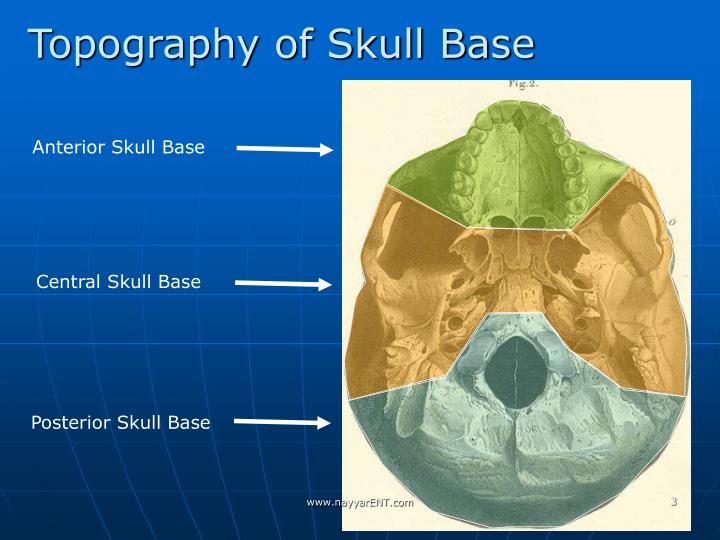 PPT Surgical Anatomy of Skull Base PowerPoint Presentation ID3735856