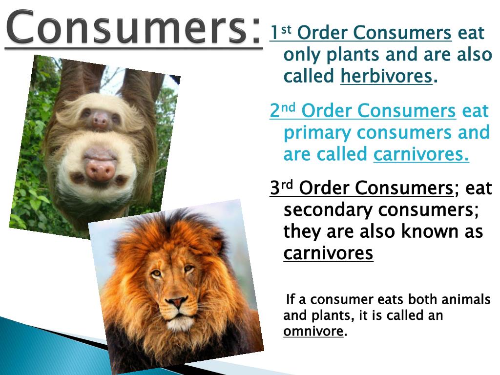 PPT Biology Objective 3 PowerPoint Presentation, free download ID