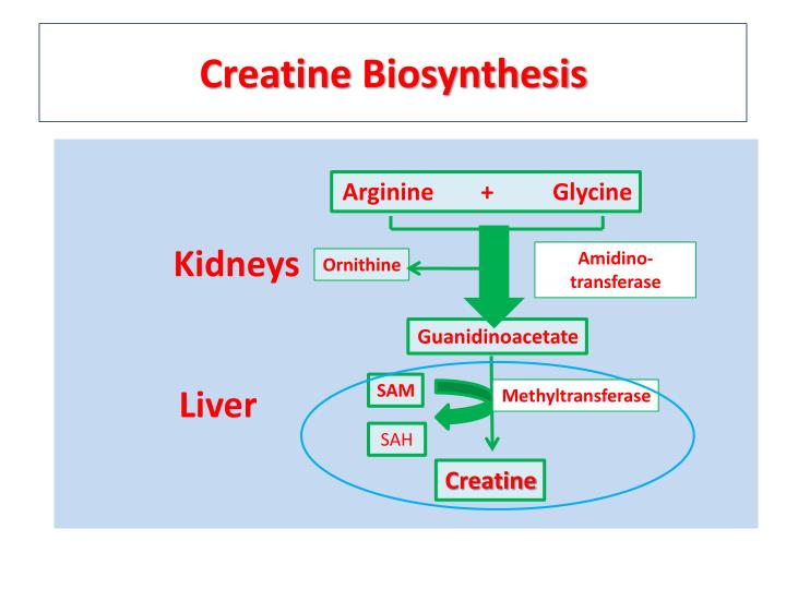 PPT Creatine Metabolism PowerPoint Presentation ID3741675