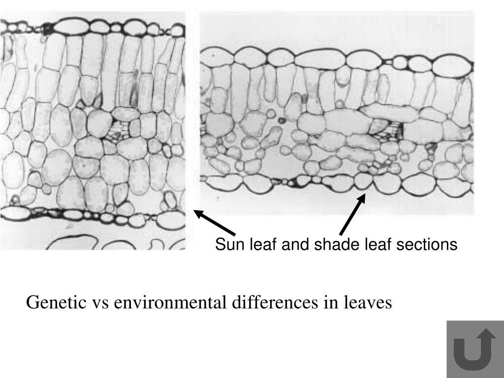 PPT Leaves PowerPoint Presentation, free download ID3746201