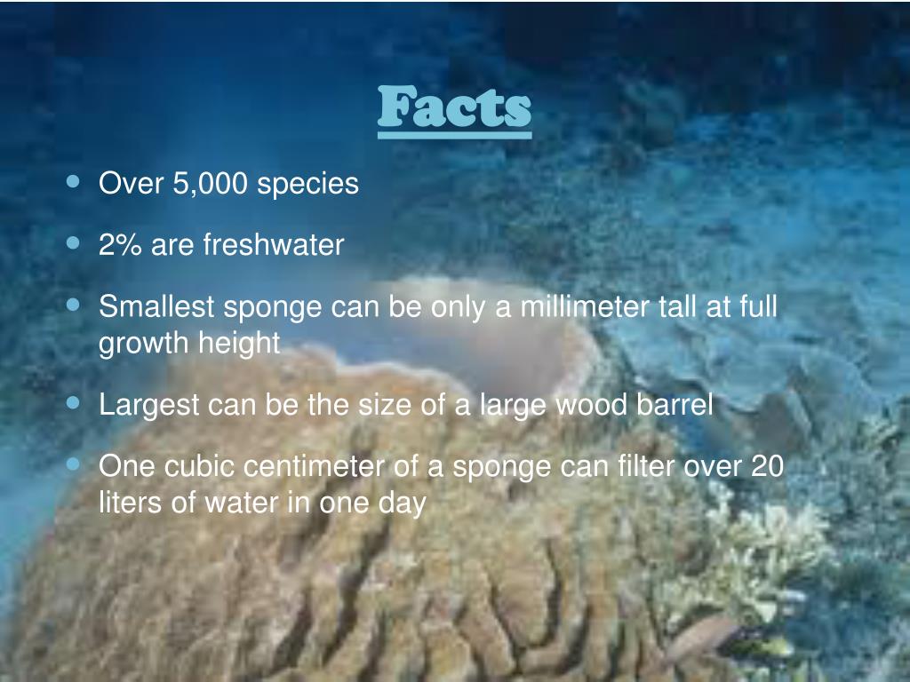 PPT Phylum Porifera Sponges PowerPoint Presentation, free download