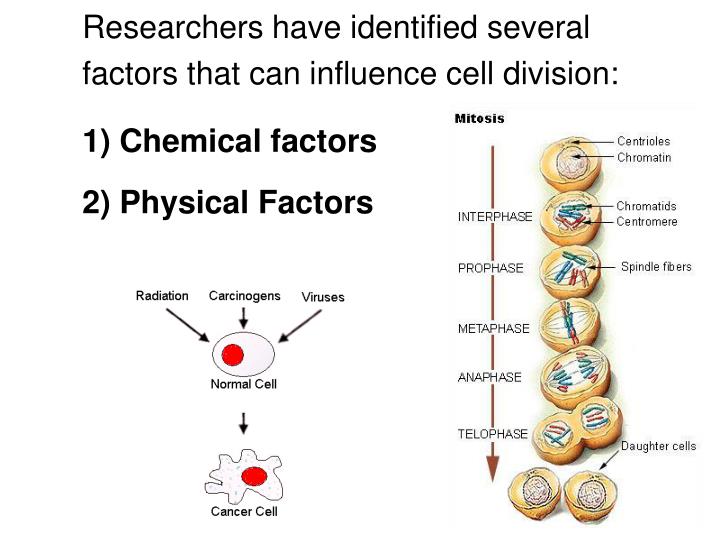 PPT CH 12 NOTES, part 2 Regulation of the Cell Cycle PowerPoint