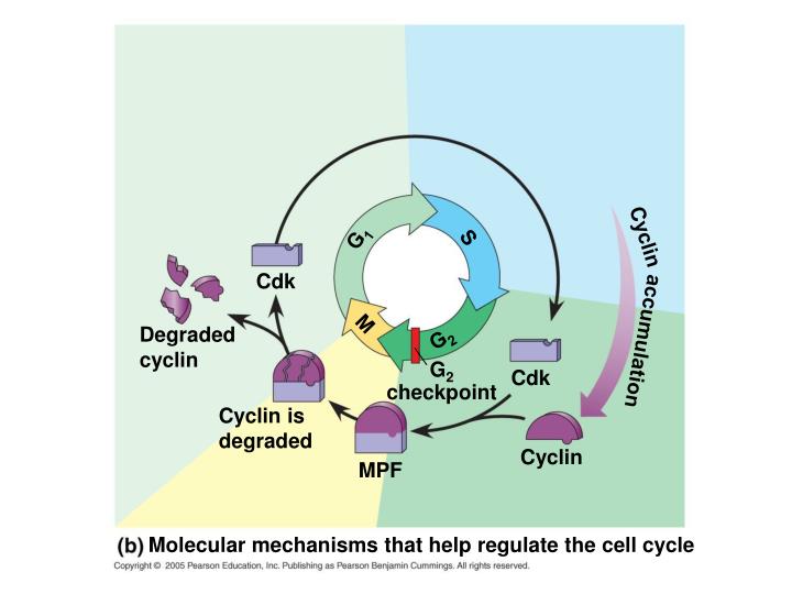 PPT CH 12 NOTES, part 2 Regulation of the Cell Cycle PowerPoint