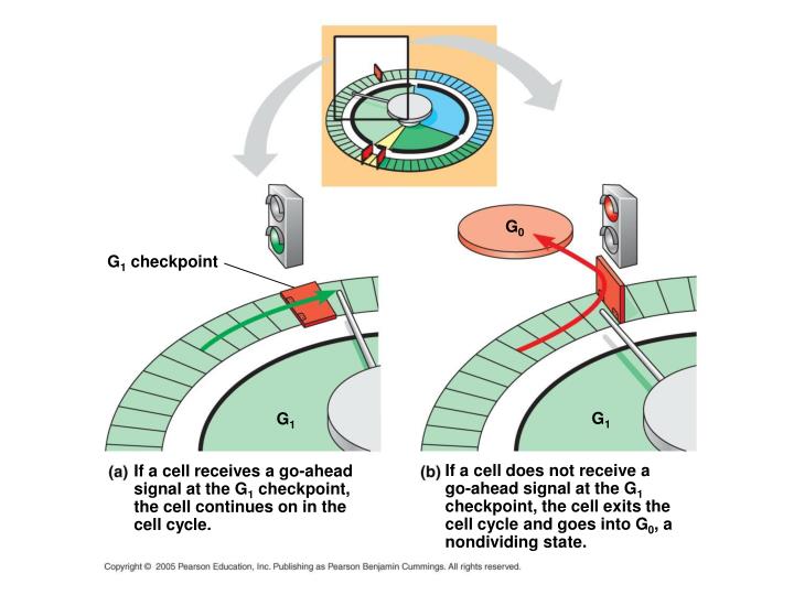 PPT CH 12 NOTES, part 2 Regulation of the Cell Cycle PowerPoint