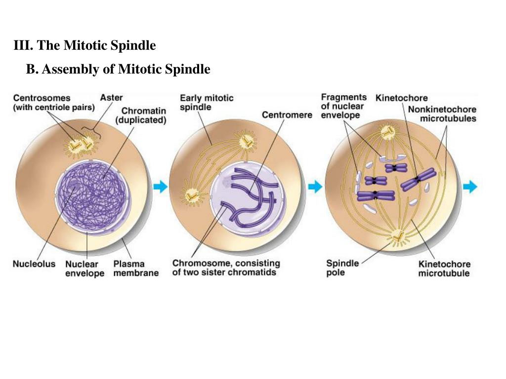 PPT - “The Cell Cycle” Chapter 12 PowerPoint Presentation, free
