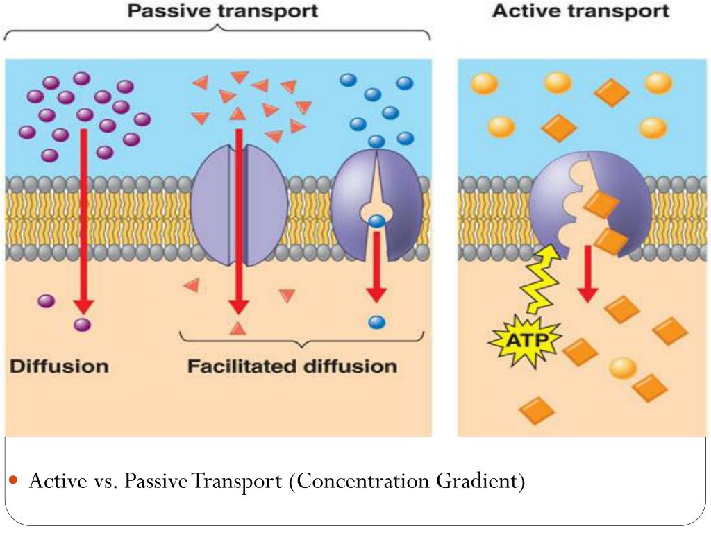 PPT AP Biology PowerPoint Presentation, free download ID3758172