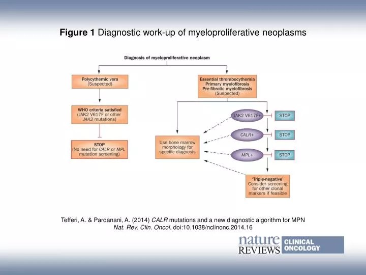 PPT Figure 1 Diagnostic workup of myeloproliferative neoplasms