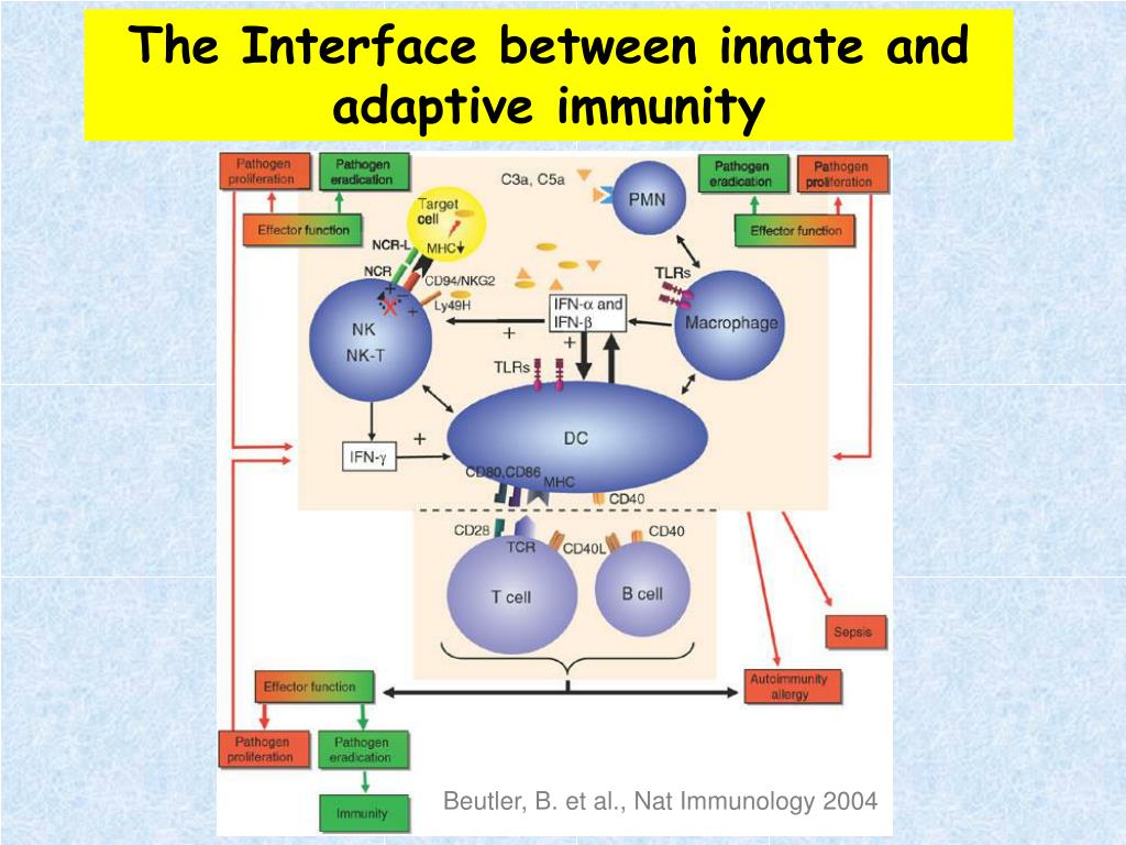PPT Introduction to The Immune System PowerPoint Presentation, free download ID3759387