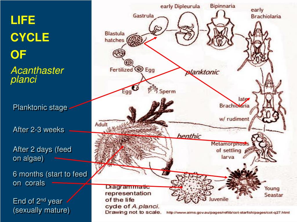 PPT Control and Management of CrownofThorns Starfish (COTS