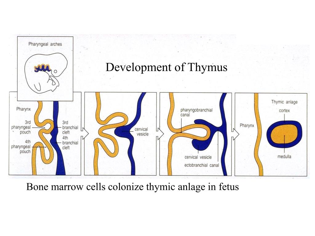 PPT Development of Thymus PowerPoint Presentation, free download ID