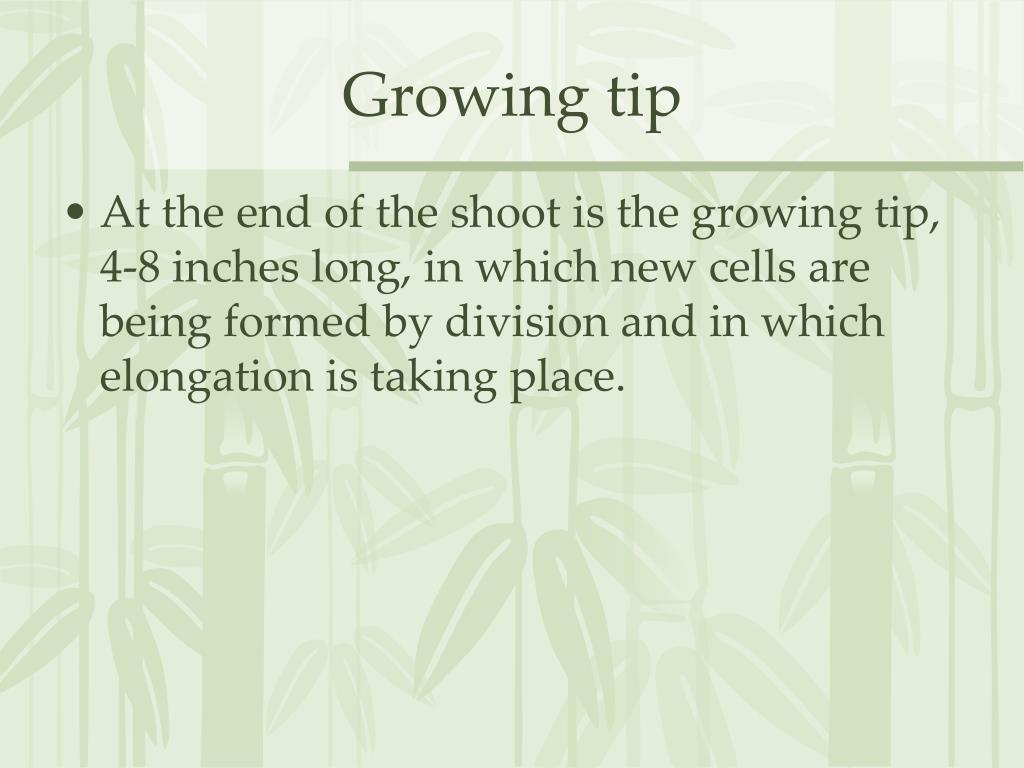 PPT Structure of the Vine PowerPoint Presentation, free download ID
