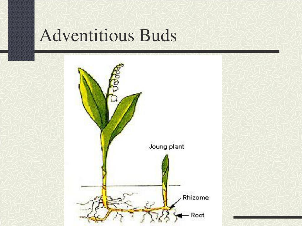 PPT Buds AGR 161 Unit C PowerPoint Presentation, free download ID