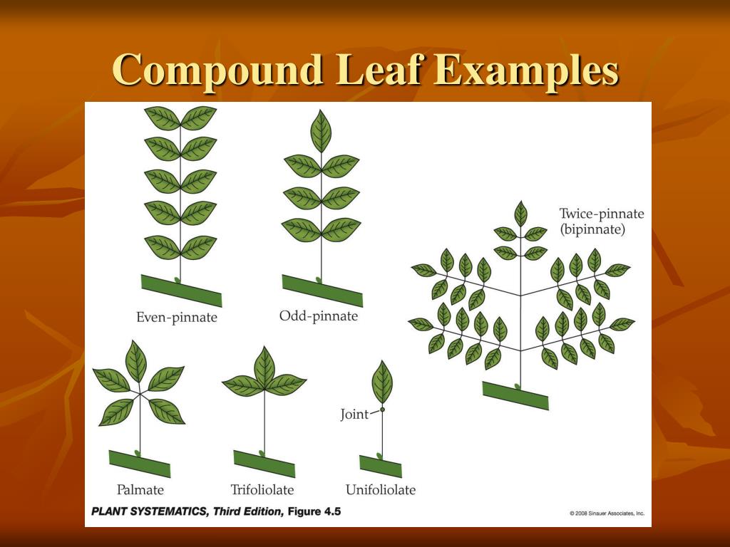 Parts Of A Compound Leaf