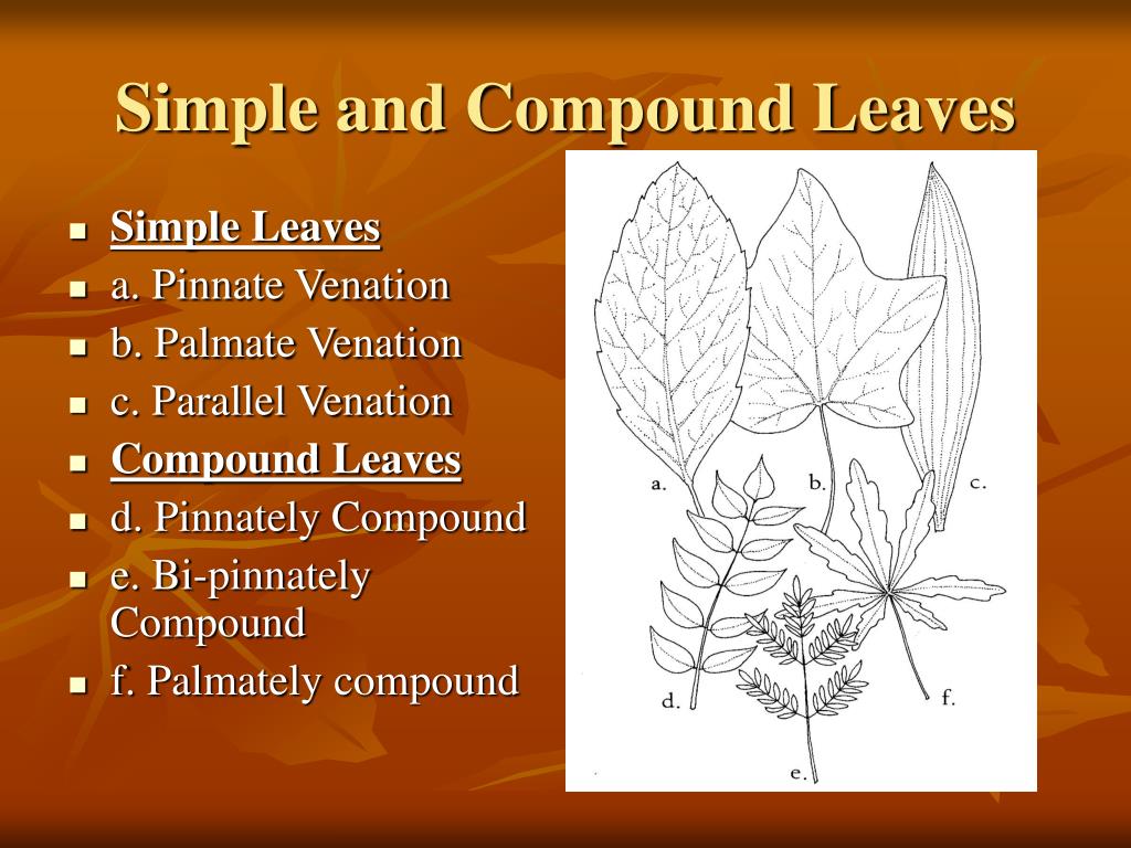 PPT Buds and Leaves PowerPoint Presentation, free download ID3764961