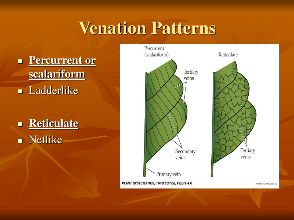 PPT Buds and Leaves PowerPoint Presentation, free download ID3764961