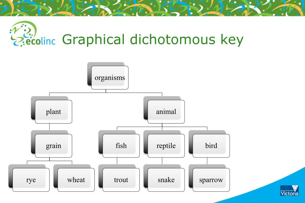 PPT - Classification-Dichotomous keys What is a dichotomous key