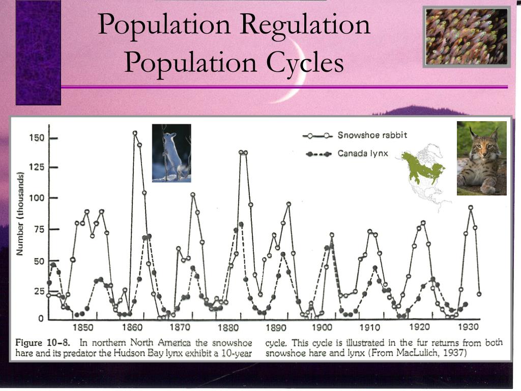 PPT Chapter 11 Population Regulation (pg. 223 237) PowerPoint