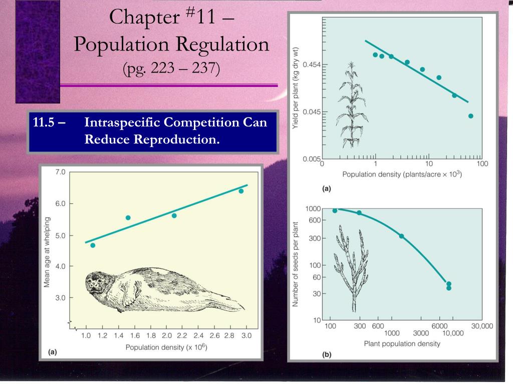 PPT Chapter 11 Population Regulation (pg. 223 237) PowerPoint