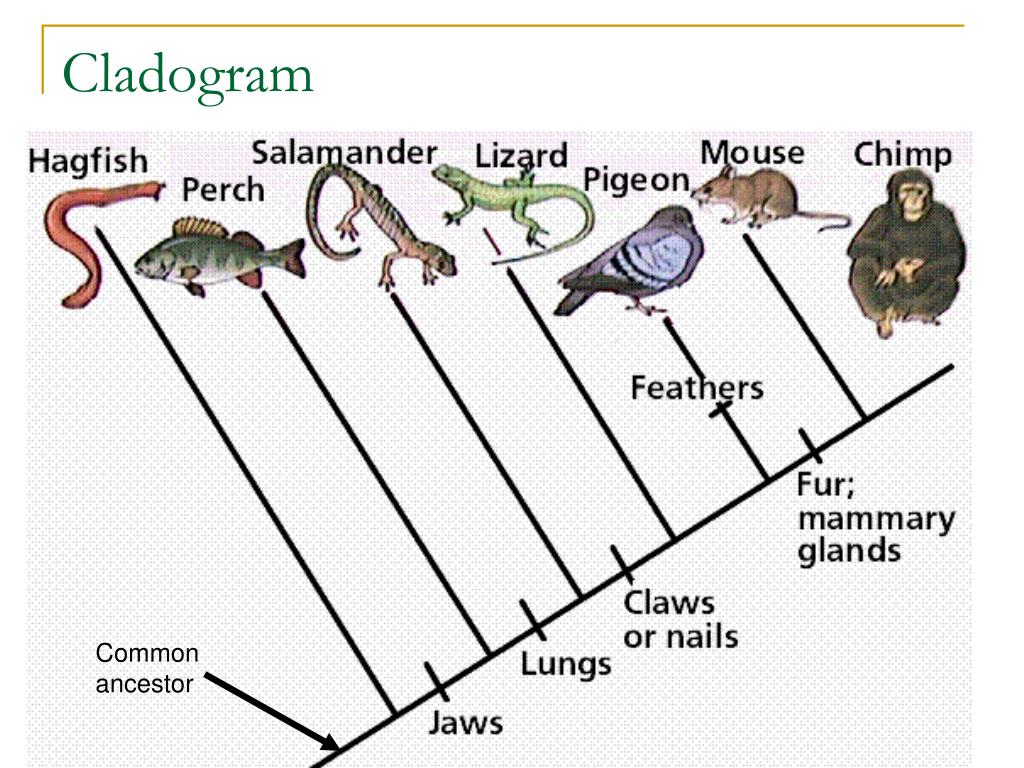 PPT Taxonomy (Classification) PowerPoint Presentation, free download