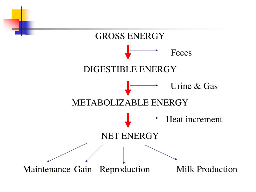 PPT Animal nutrition on the rangeland By Dr A. Riasi PhD in Animal