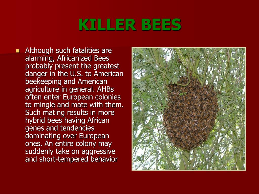 PPT KILLER BEES PowerPoint Presentation, free download ID3769901