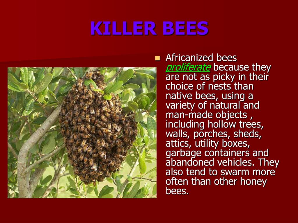 PPT KILLER BEES PowerPoint Presentation, free download ID3769901