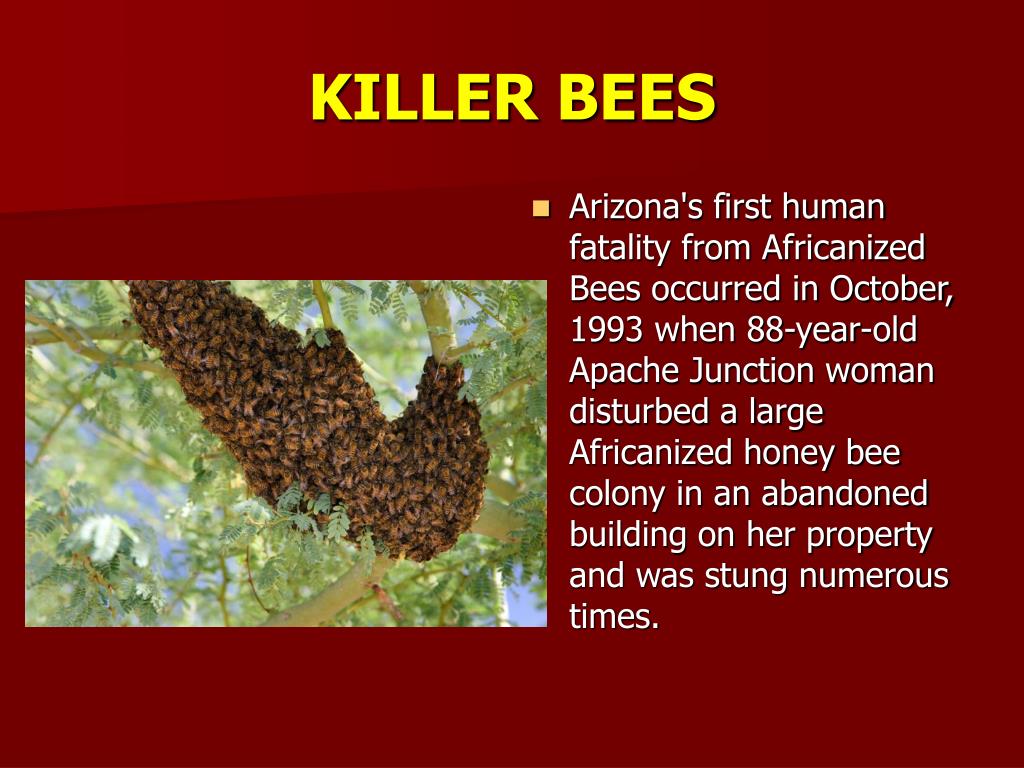 PPT KILLER BEES PowerPoint Presentation, free download ID3769901