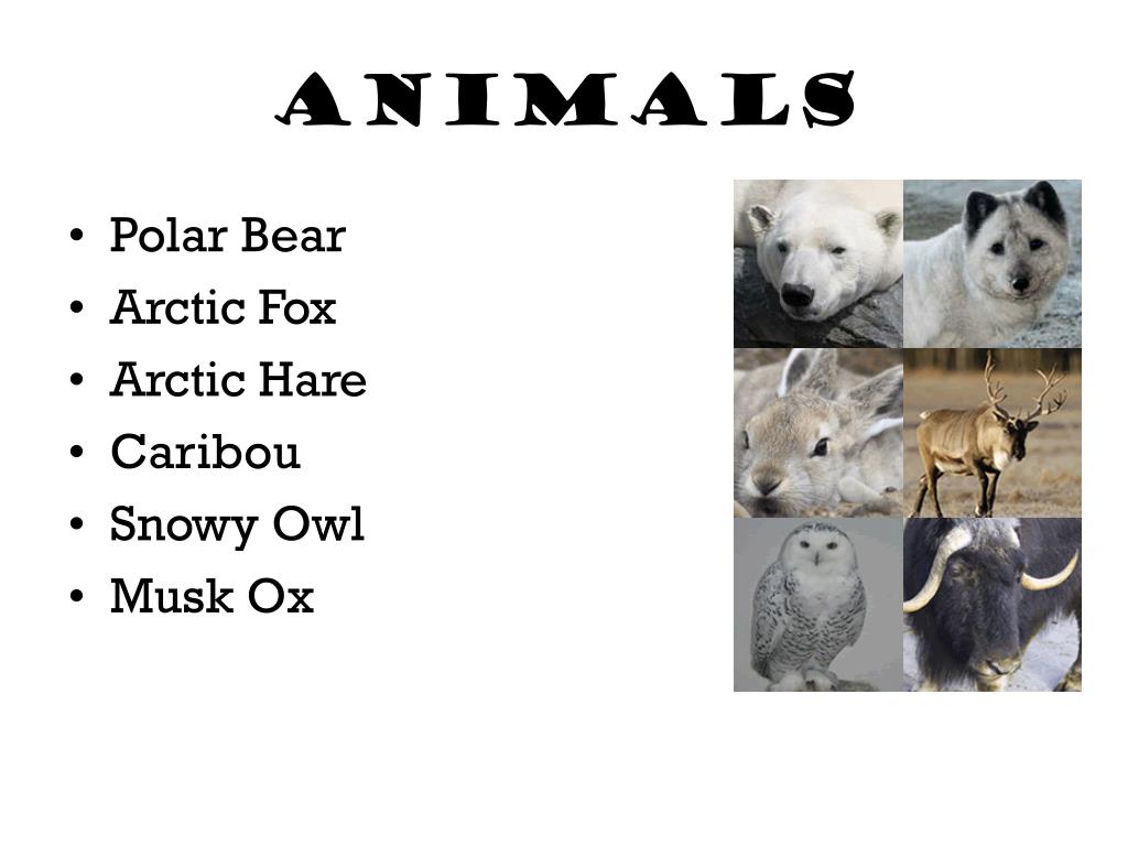 PPT Tundra Biome PowerPoint Presentation, free download ID3770315